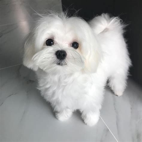 Breeding for health and temperament, they make sure to stick with all recommended guidelines. . Akc maltese puppies for sale in florida